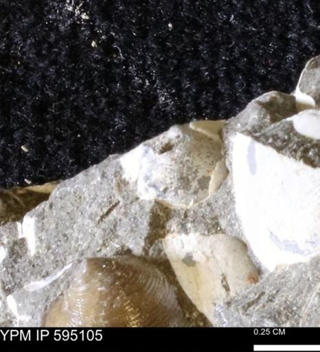 Protocardia sp.