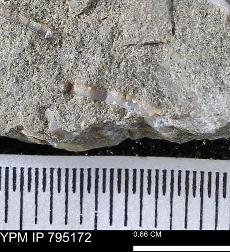 undet. Bivalvia