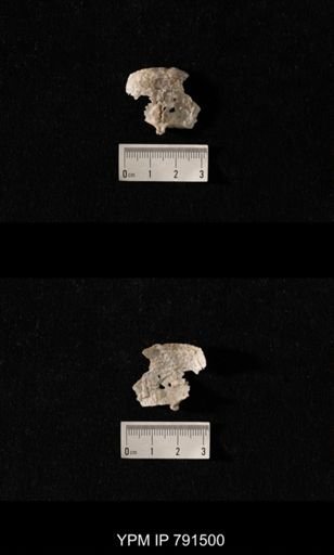Edriosteges multispinosus
