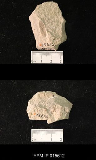 Liomopterum elongatum