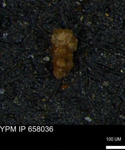 Verneuilinoides hectori