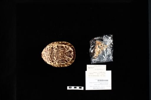 Terrapene ornata ornata