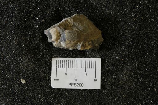 Spisula elliptica