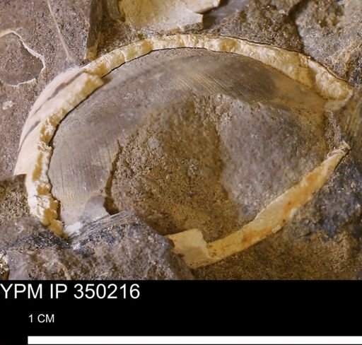 undet. Bivalvia