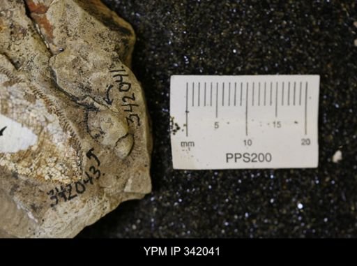 Hoploscaphites sp.