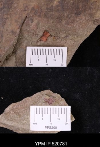 Echinodermata?