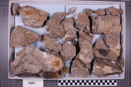 mixed taxa, stratigraphic collection