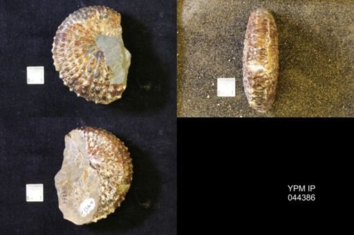 Jeletzkytes nebrascensis