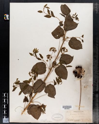 Smilax herbacea