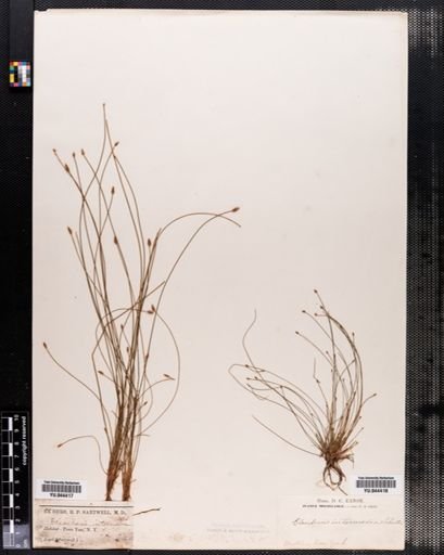 Eleocharis intermedia