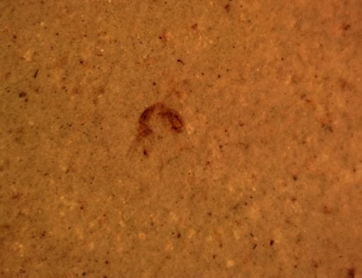 undet. Hymenoptera