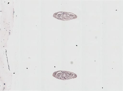 Plagiostomum vittatum