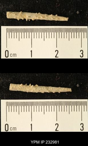 Archaeocidaris sp.
