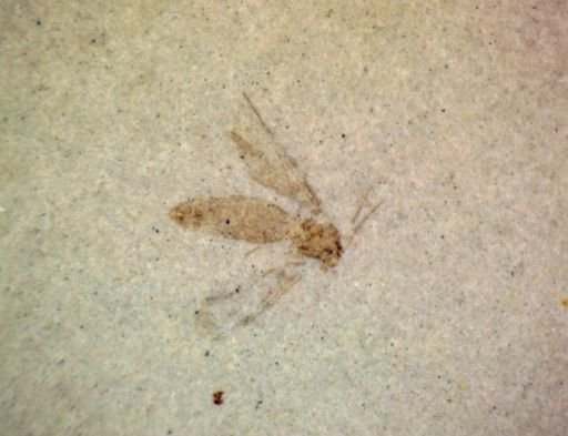 undet. Diptera