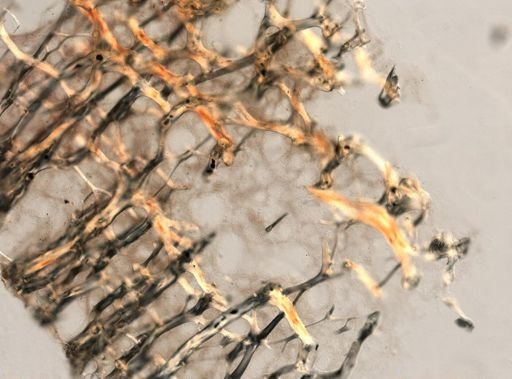 Dactylospongia