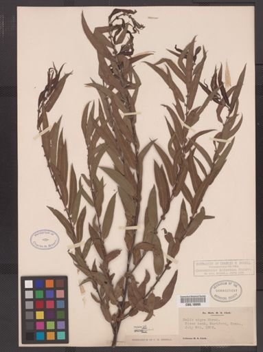 Salix nigra
