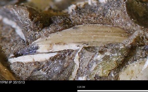 undet. Bivalvia