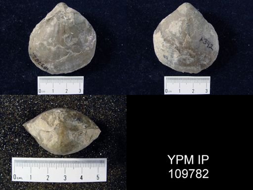 Pentamerus oblongus