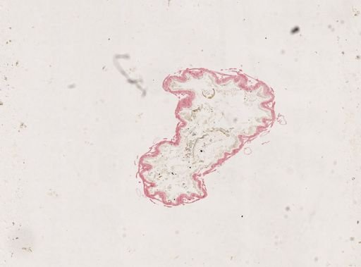Blatta orientalis