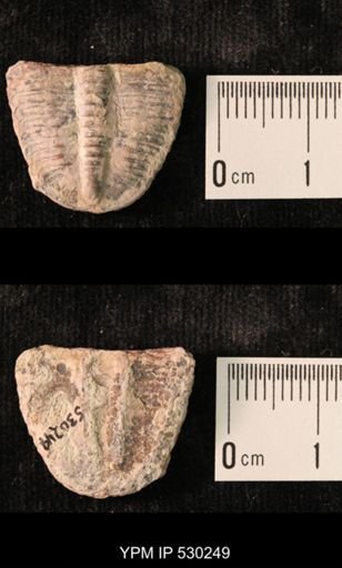 Elrathia kingi