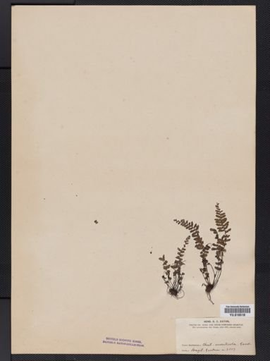 Plantae