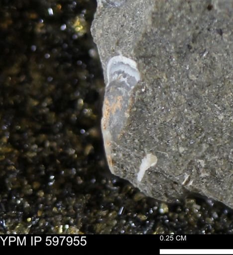 Limopsis striatopunctatus