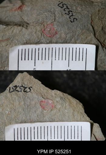 undet. Xiphosurida