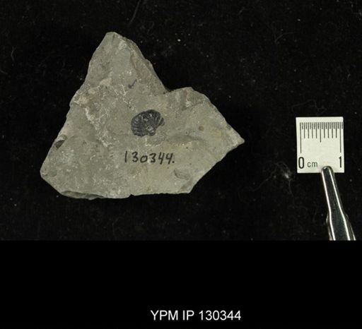 Phacops rana