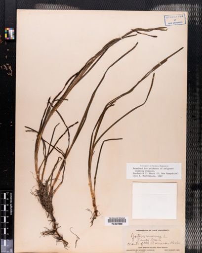 Zostera marina