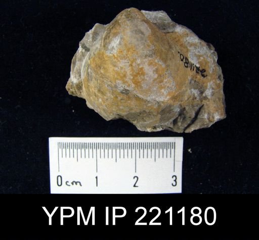 Martiniopsis convexa?
