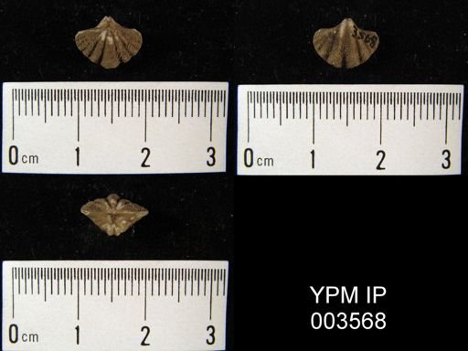 Spiriferina peracuta