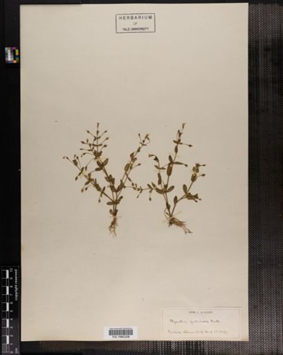 Plantae