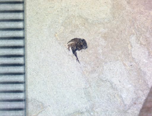 undet. Mordellidae