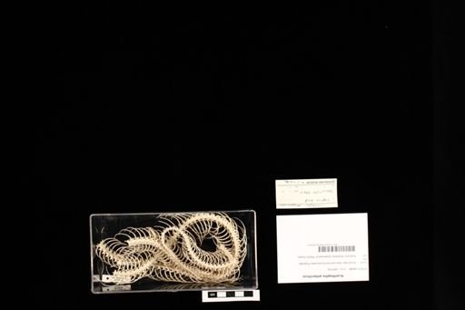 Acanthophis antarcticus