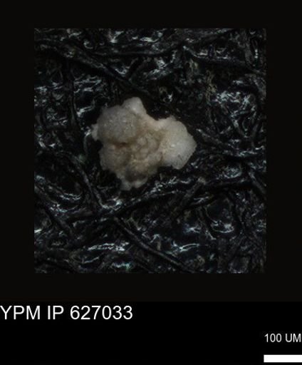 undet. Foraminiferida