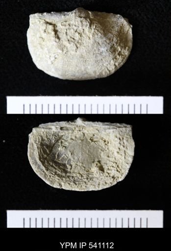 Strophochonetes?