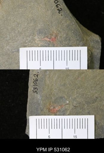 undet. Xiphosurida