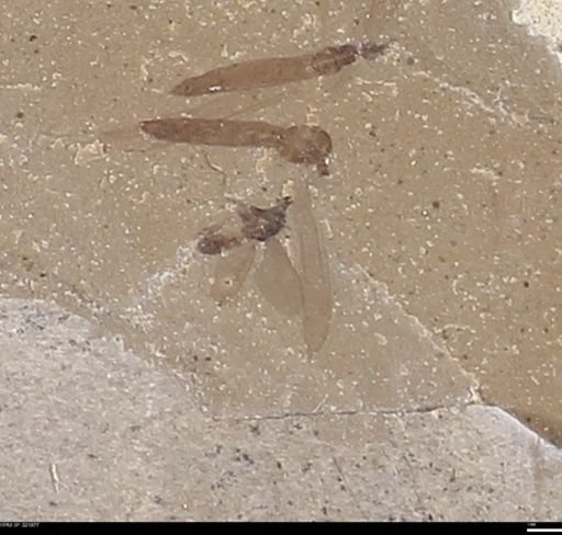 undet. Diptera
