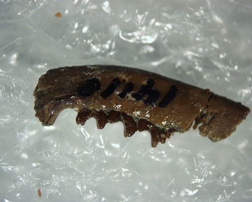 Diacocherus minutus