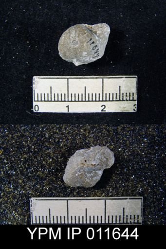 Marginifera cristobalensis
