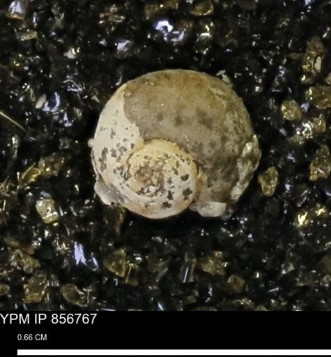 Euspira sp.