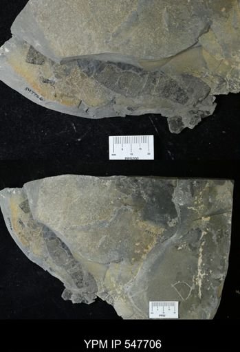 undet. Eurypterida