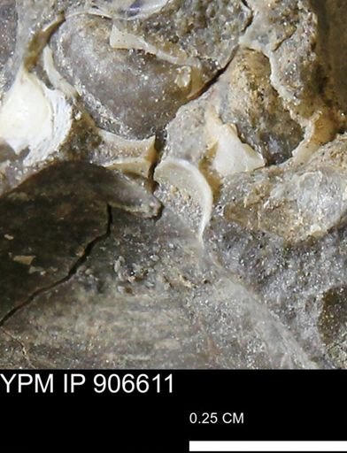 undet. Mollusca