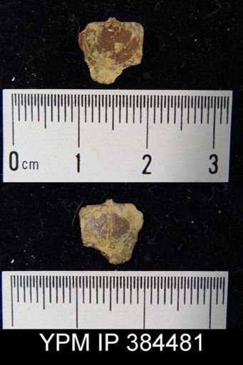 Productella pyxidata