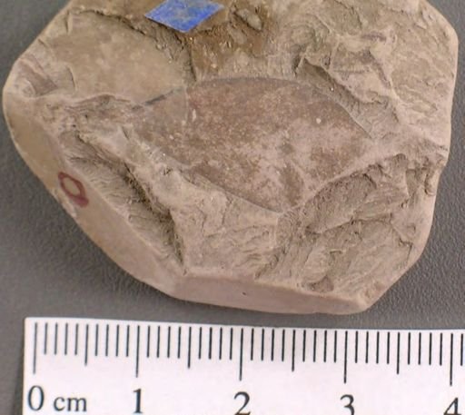 Andromeda novae caesareae