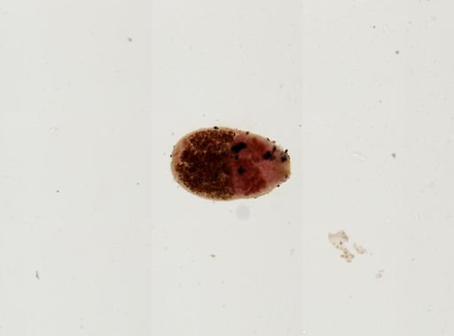 Prosthodendrium naviculum