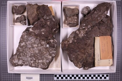 mixed taxa, stratigraphic collection