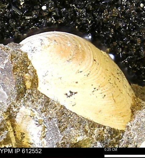 Limopsis striatopunctatus