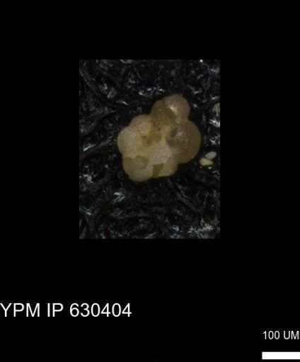 undet. Foraminiferida