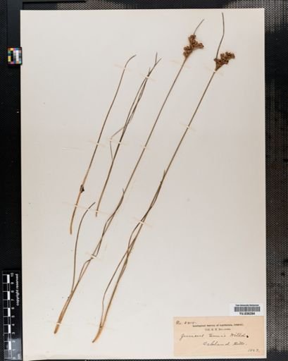 Juncus tenuis